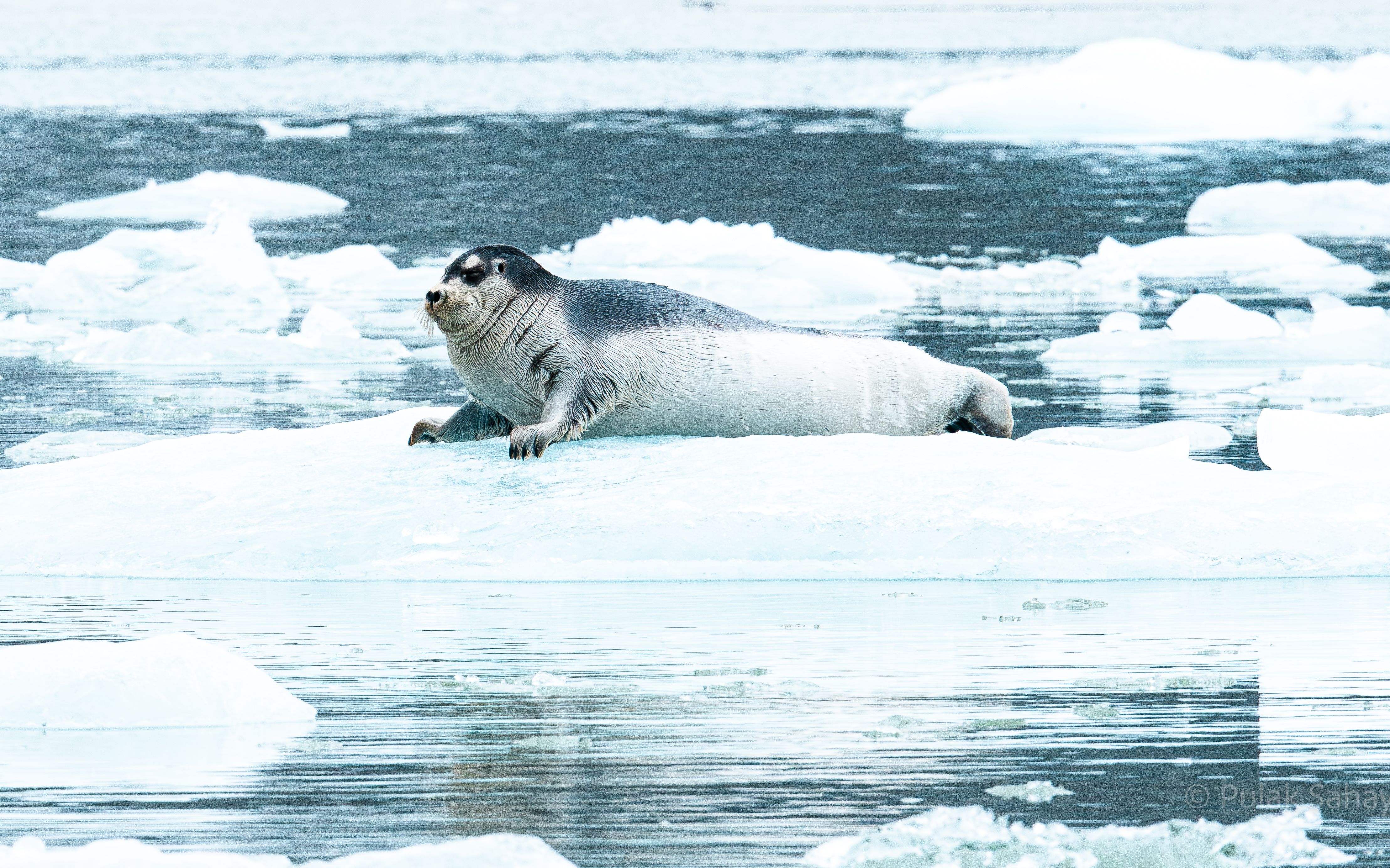 Prone Seal